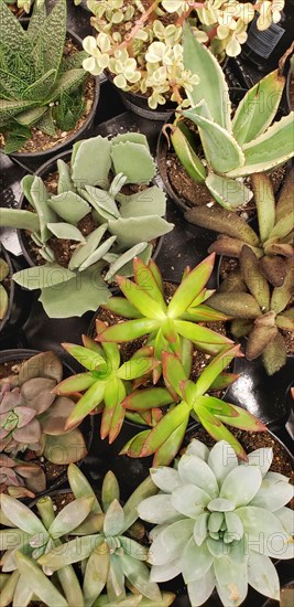 Abstract overhead of various succulent plants at nursery