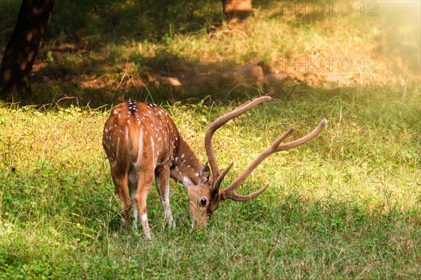 Beautiful male chital or spotted deer grazing in grass in Ranthambore National Park