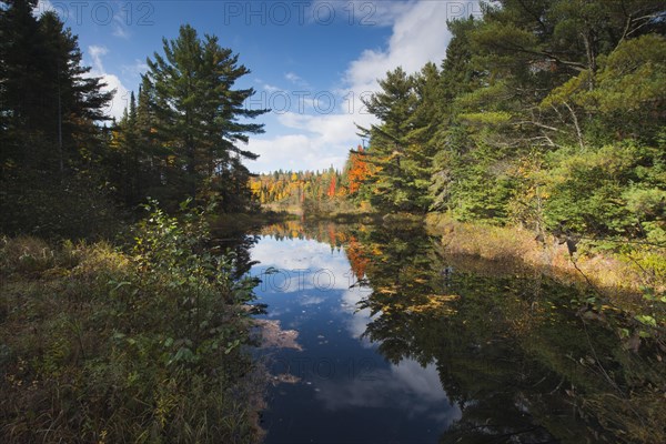 Herbstfarben im Algonquin Park