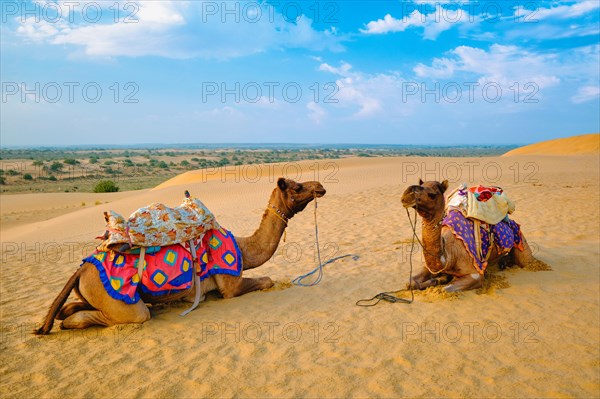 Indian camel in sand dunes of Thar desert on sunset. Caravan in Rajasthan travel tourism background safari adventure. Jaisalmer