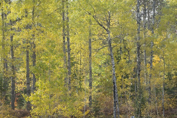 Herbstlicher Birkenwald