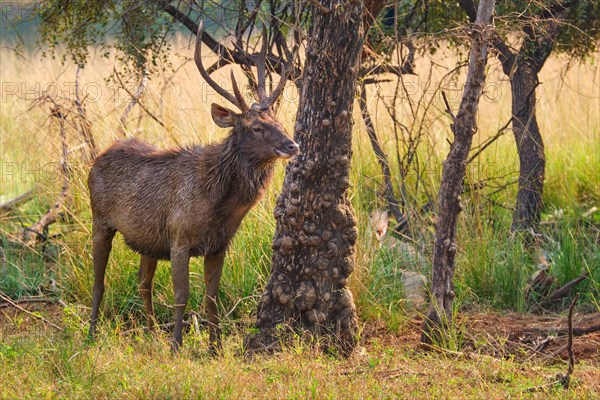 Male sambar