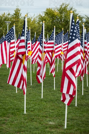 Field of veterans day american flags waving in the breeze