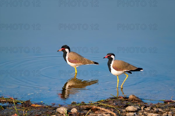 The red-wattled lapwing