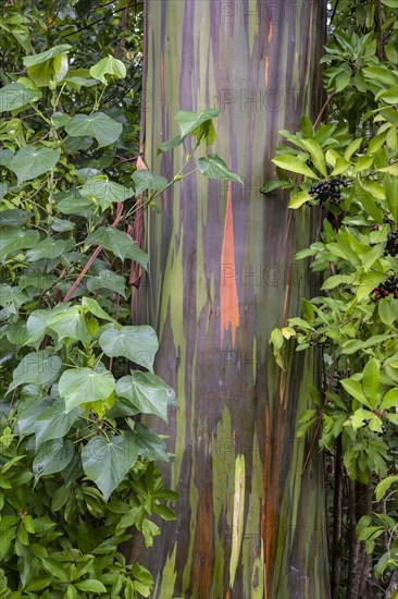 Farbige Rinde des Regenbogen Eukalyptus