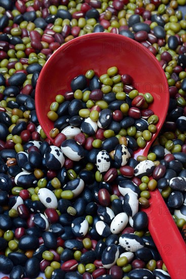 Various dried beans with ladle