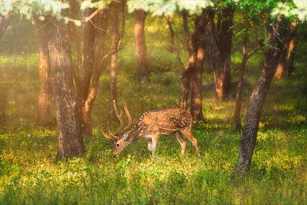 Beautiful male chital or spotted deer grazing in grass in Ranthambore National Park