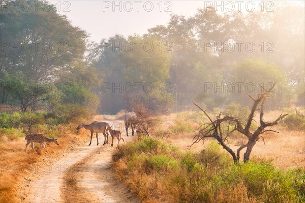 Families of blue bull nilgai and spotted deers chital walking in forest. Safari road