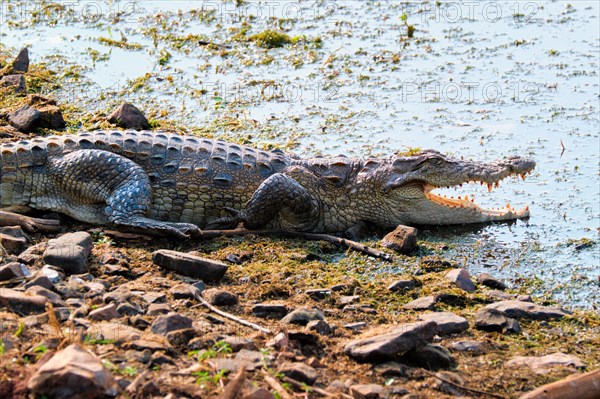 Snub Nosed Marsh Crocodile mugger crocodile