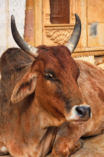 Indian cow resting sleeping in the street. Cow is a sacred animal in India. Jasialmer fort