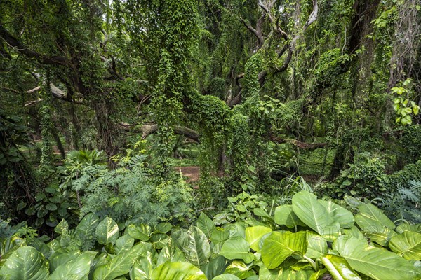 Dichter Regenwald im Honolua Park