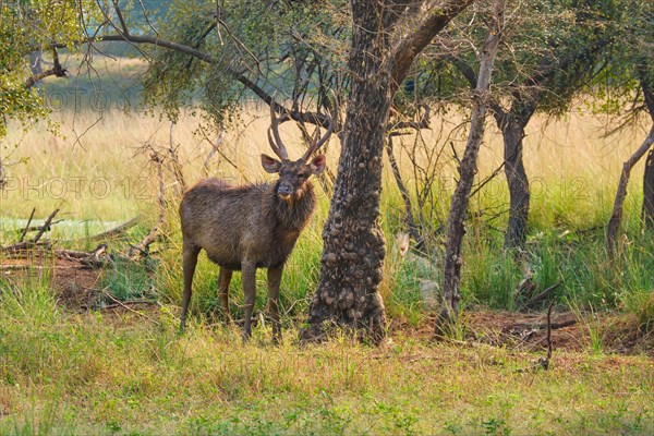 Male sambar