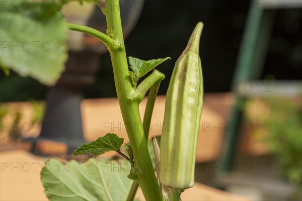 Green okra