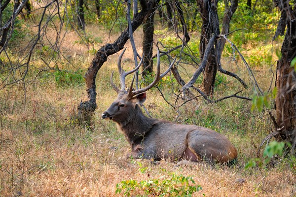 Male sambar