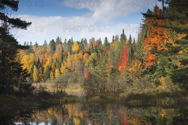 Herbstfarben im Algonquin Park