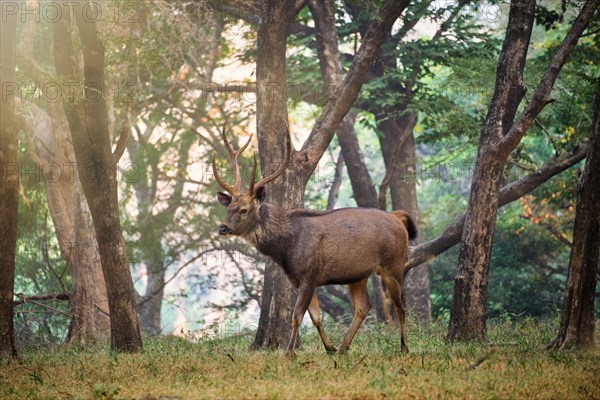 Male sambar