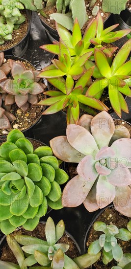 Abstract overhead of various succulent plants at nursery
