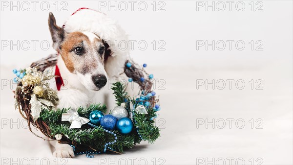 dog wearing hat with christmas decoration