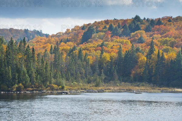 Herbstfarben im Algonquin Park