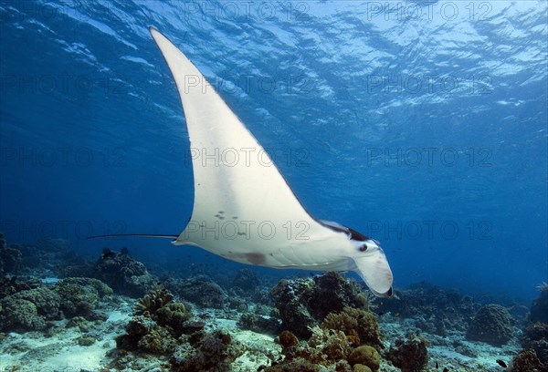 Mantarochen