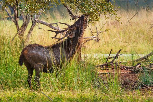 Male sambar