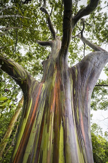 Farbige Rinde des Regenbogen Eukalyptus