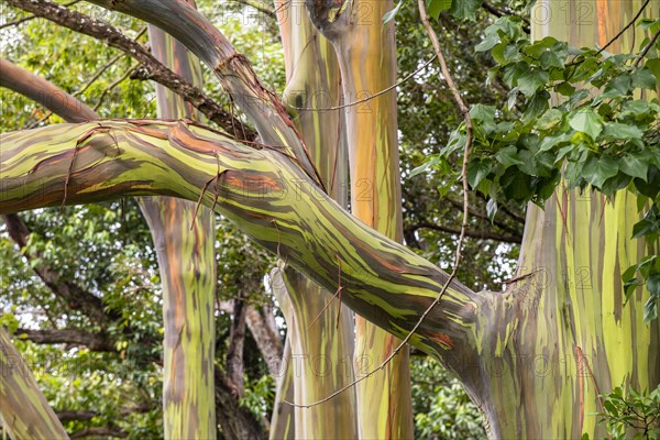 Farbige Rinde des Regenbogen Eukalyptus