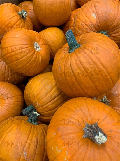 Abstract several pumpkin patch background