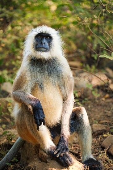 Indian common Gray langur or Hanuman langur monkey ape eating grass and looking around in jungle. Ranthambore national park