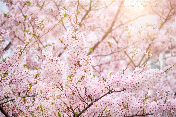 Blooming sakura cherry blossom close up background in spring