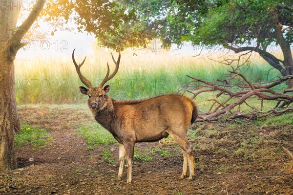 Male sambar