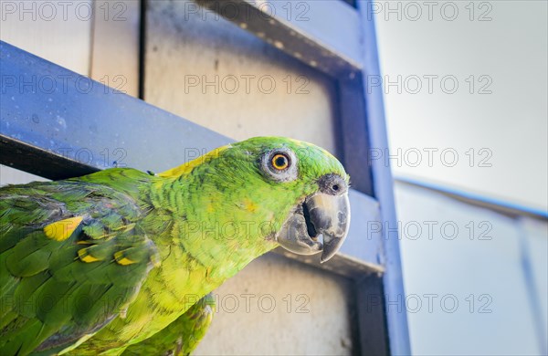 A green feathered parrot