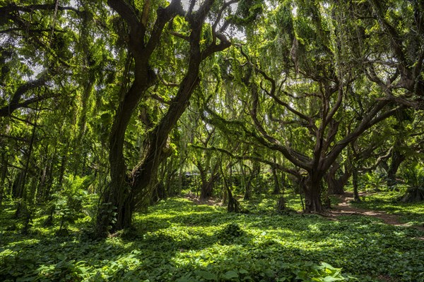 Dichter Regenwald im Honolua Park