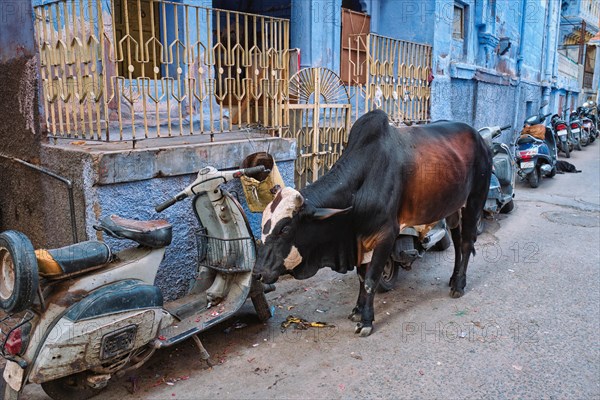 Cow in the street of India. Cow is a holy sacred animal in India. Jodhpur