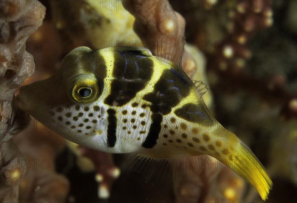 Mimikry-Feilenfisch der auch Schwarzsattel-Feilenfisch