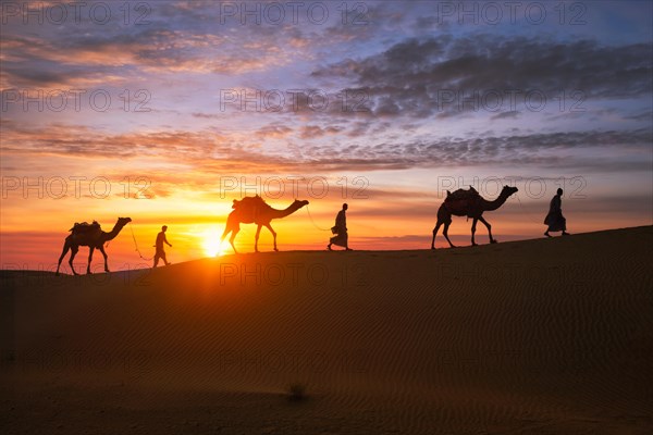 Indian cameleers