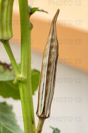 Dry okra