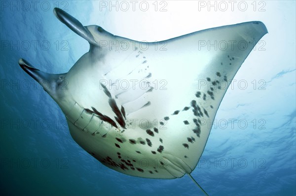 Manta