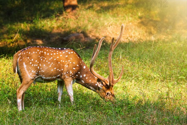 Beautiful male chital or spotted deer grazing in grass in Ranthambore National Park