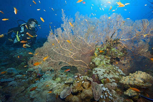 Taucherin blickt auf Korallenriff mit Faecherkoralle