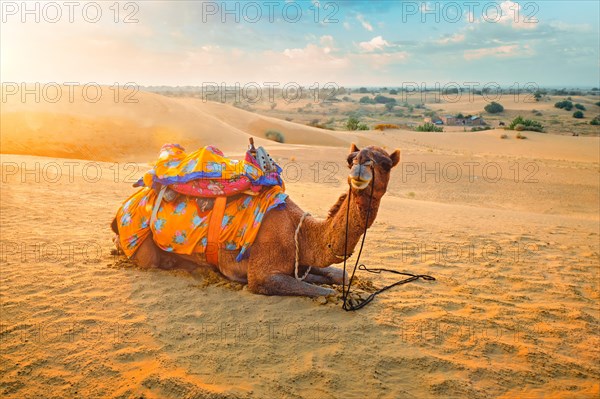 Indian camel in sand dunes of Thar desert on sunset. Caravan in Rajasthan travel tourism background safari adventure. Jaisalmer