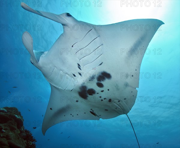 Manta