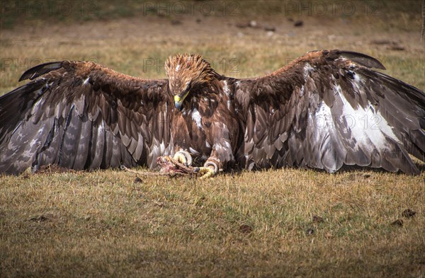 Golden eagle