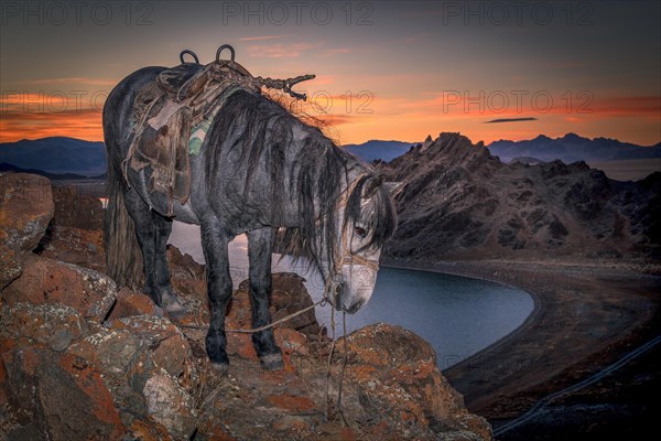 A horse under the sunset. Western Mongolia