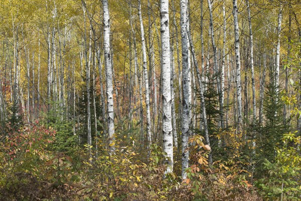 Herbstlicher Birkenwald