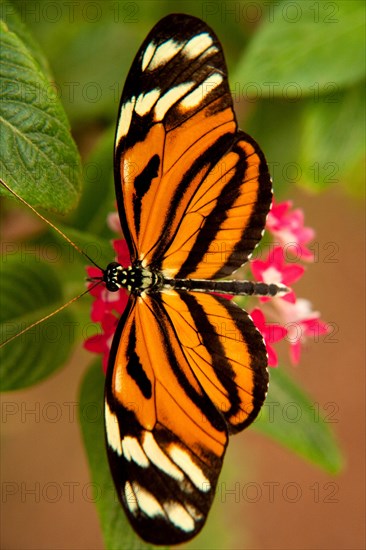 Numata Longwing Butterfly