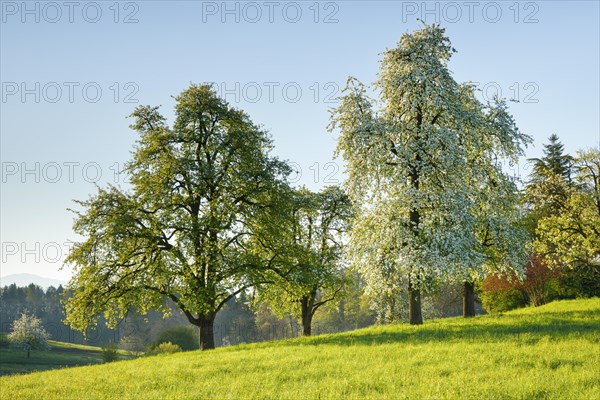 Bluehende Birnbaeume im Fruehling auf gruener Wiese bei Sonnenaufgang