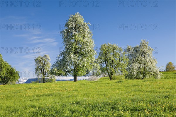 Bluehende Birnbaeume im Fruehling in bluehender Blumenwiese