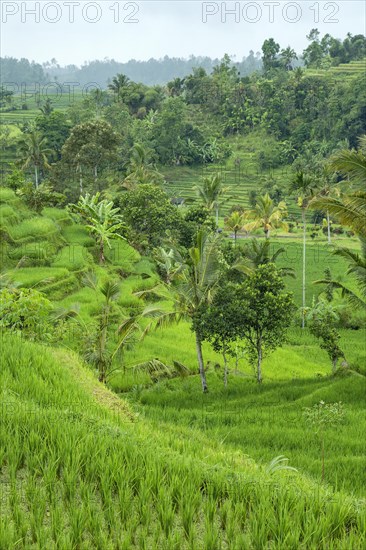 Jatiluwih rice terraces in Bali