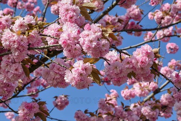 Blooming Japanese cherry